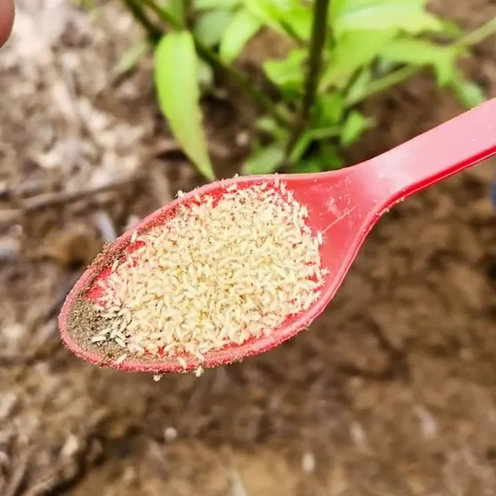 荣郁 金蝉幼苗知了猴卵金蝉卵活体蝉蚁幼虫金蝉养殖孵化知了猴种苗种