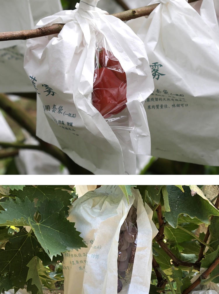 新品莲雾套袋防虫袋专用释迦葡萄纸袋防雨防水水果袋子包果袋保护连雾