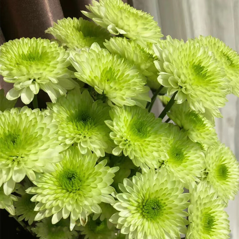 茁蔻多头小菊布鲁诺绿色菊花家庭水养鲜花超长花期b级10支/扎 10支/扎