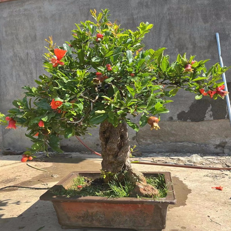 石榴树苗庭院别野精品盆景地栽老桩矮霸阳台天台绿植盆栽当年结果
