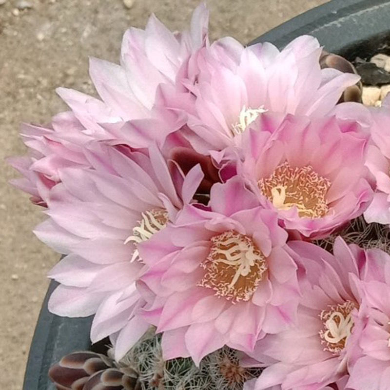 开花罗星丸仙人球裸萼球属群生多头易群花阳台盆栽多肉植物 黄金荷花