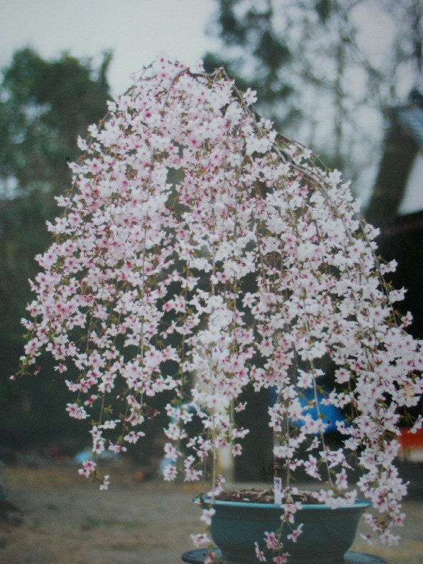 八重紅枝垂櫻樹正宗日本櫻花樹苗早櫻枝垂櫻可陽臺盆栽盆景庭院 江戶