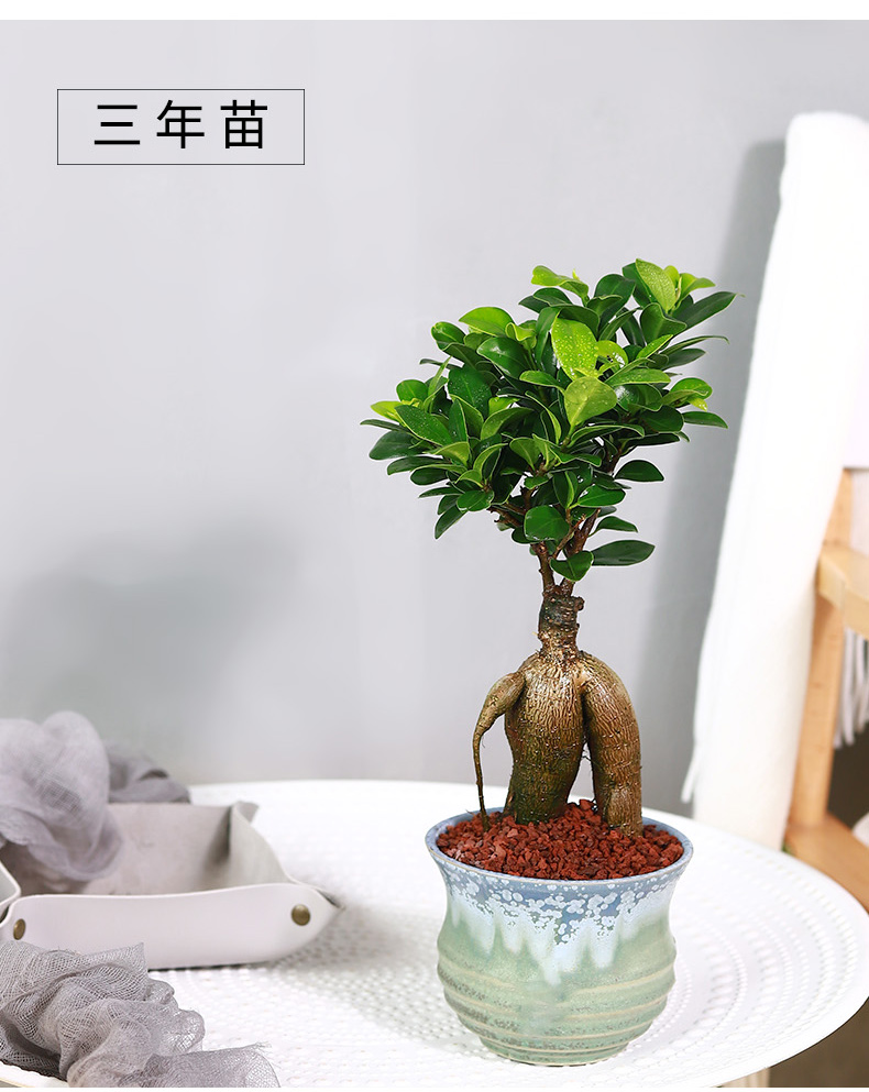 小叶榕树盆景细叶榕人参榕老桩树桩盆栽花卉植物室内桌面阳台好养3年