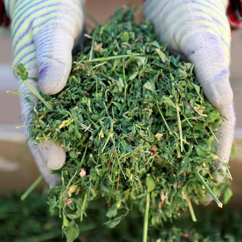 紫花苜蓿草纯叶子兔子豚鼠荷兰猪龙猫草料兔子草纯苜蓿叶1kg 疫情地区