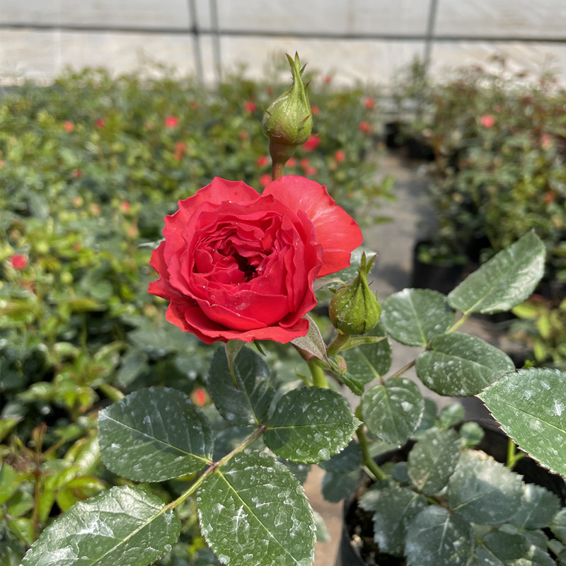 瑰玮浓香法国红果汁月季直立灌木花苗盆栽阳台四季开花 红果汁 中苗