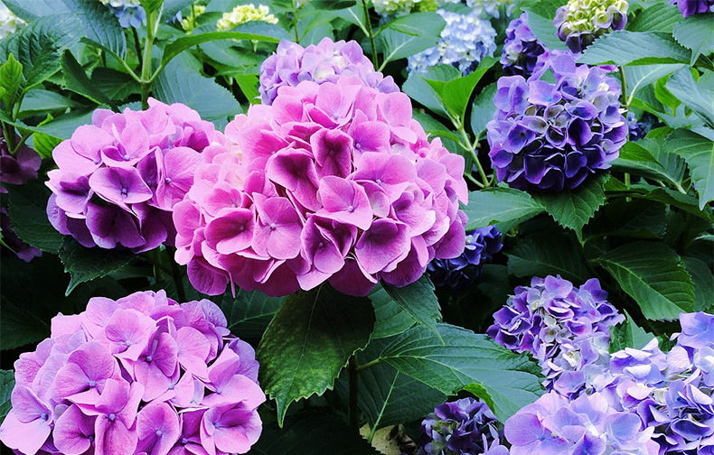 花绣球花大苗盆栽万华镜无尽夏绣球花树苗老桩花卉植物室内花 塞尔玛