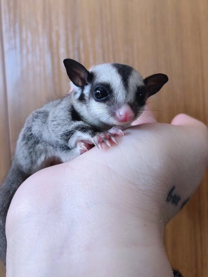 飞鼠蜜袋鼠幼崽蜜袋鼯蜜袋鼯宝宝网红飞鼠蜜袋鼬活体蜜袋鼯人宠 30天