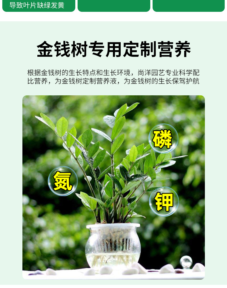 平安树专用肥园艺肥料养花营养 金钱树肥料专用肥营养液室内专用平安