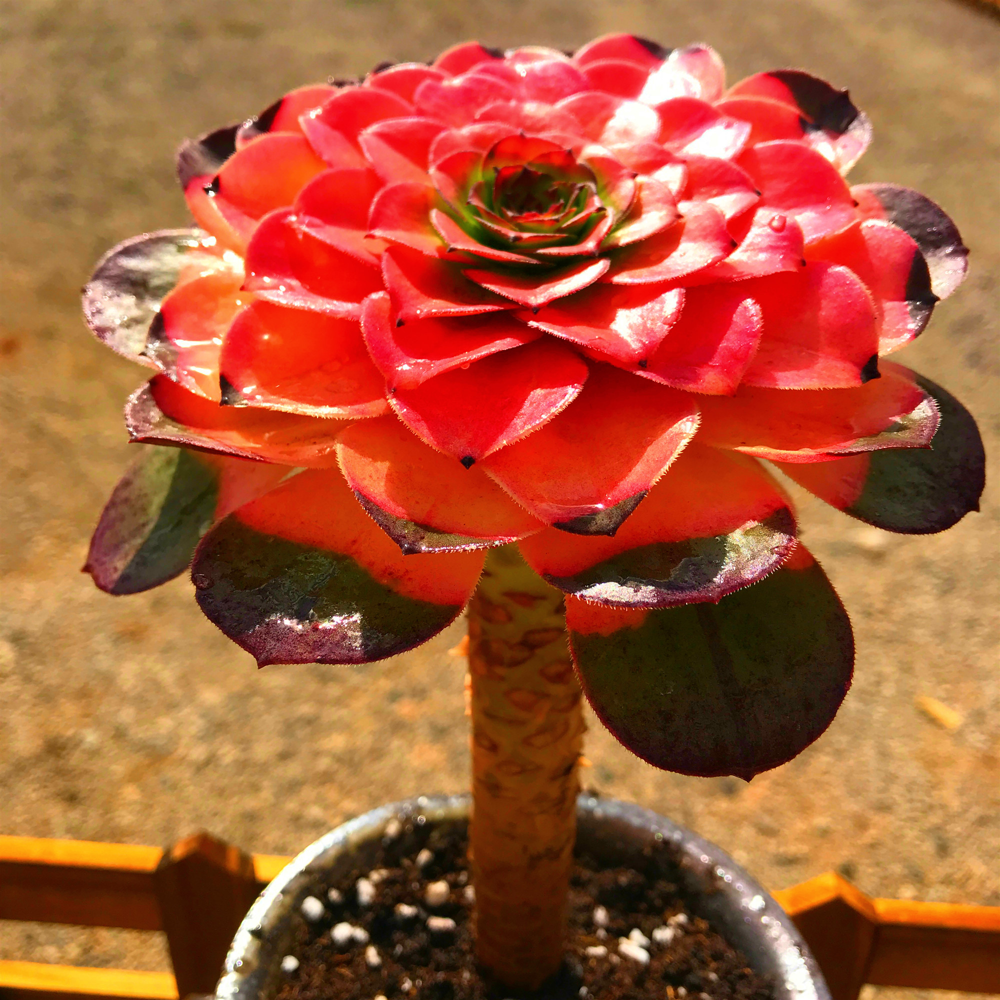 红心万圣节法师大颗多肉植物阳台室内防辐射花卉七彩多肉屋红心法师67