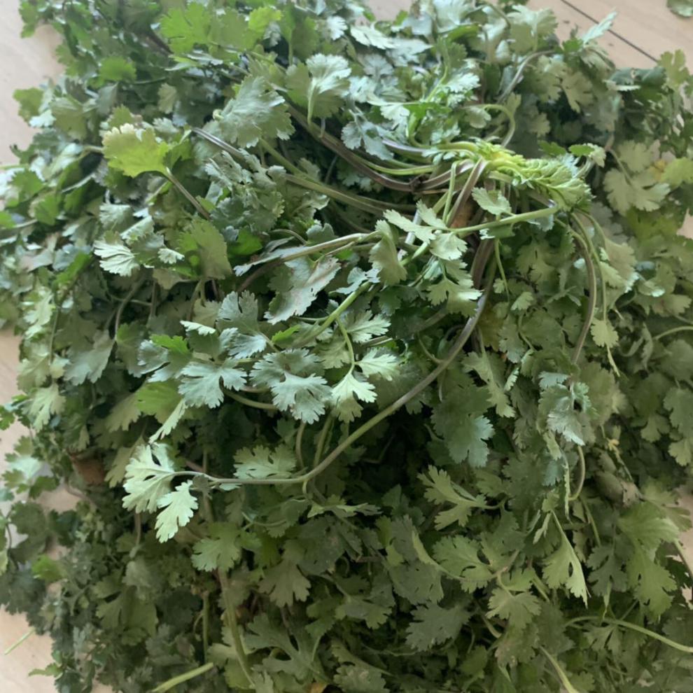 源外园香菜新鲜蔬菜芫荽农家矮脚土香菜霜冻香菜红根香菜团建礼生鲜