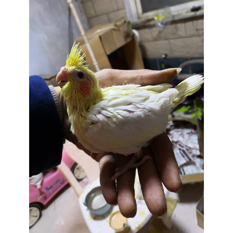 【店鋪推薦】鳥活體手養鳥玄鳳鸚鵡幼鳥雛鳥牡丹鸚鵡幼鳥愛情鳥活體