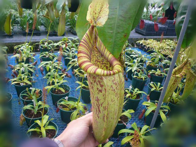 促销 大型猪笼草】新品 勺叶茅膏菜多棵一盆 整体3-5厘米 带盆栽好