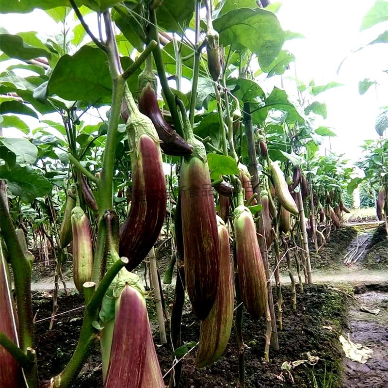 云南冰川茄子 新鲜蔬菜 糯花茄 餐厅酒店食材 2500克【图片 价格 品牌