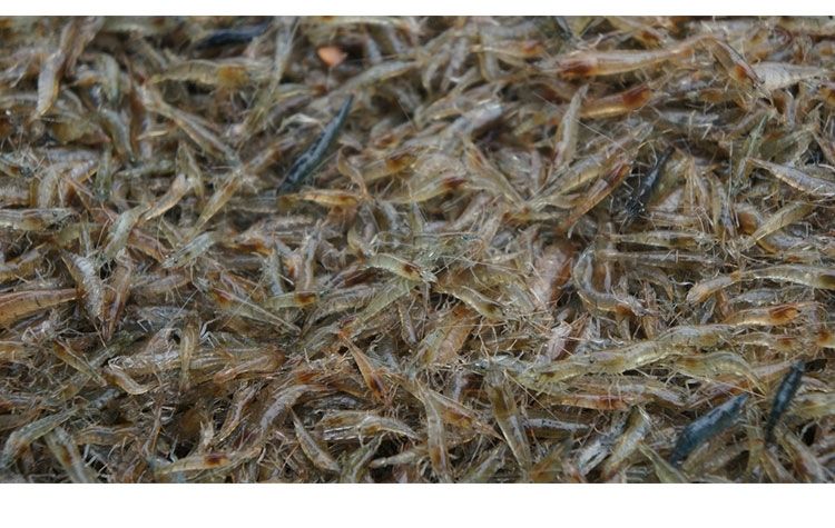 味小府(wei xiao fu) 孝感凤港虾鲊 小龙虾咸虾酱干货湖北特产虾渣 10