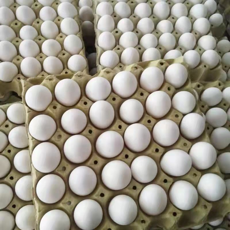 白凤乌鸡蛋柴草土鸡蛋农家正宗山林散养新鲜20/30/40枚芳玫 40枚