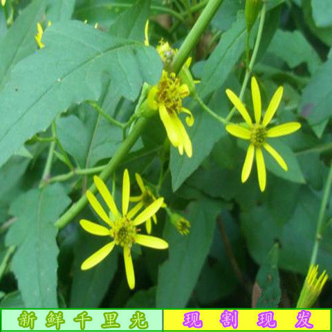 伟博千里光新鲜草药秦岭野生九里光黄花母全草干中草药 干野生千里光