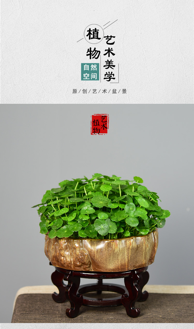 麦桑荷铜钱草水培植物金钱大叶子水养盆栽创意四季好养客厅室内绿植