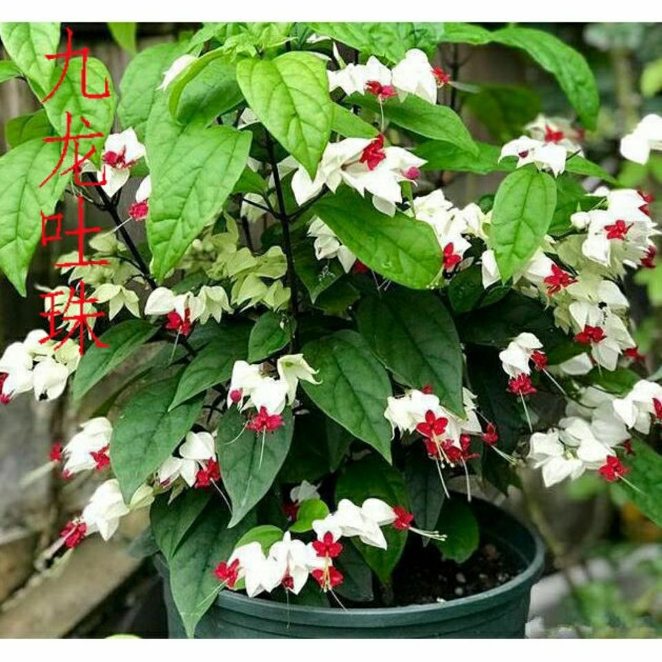 龙吐珠花九龙吐珠花苗阳台庭院盆栽白红龙吐珠藤本植物易成活 白色20