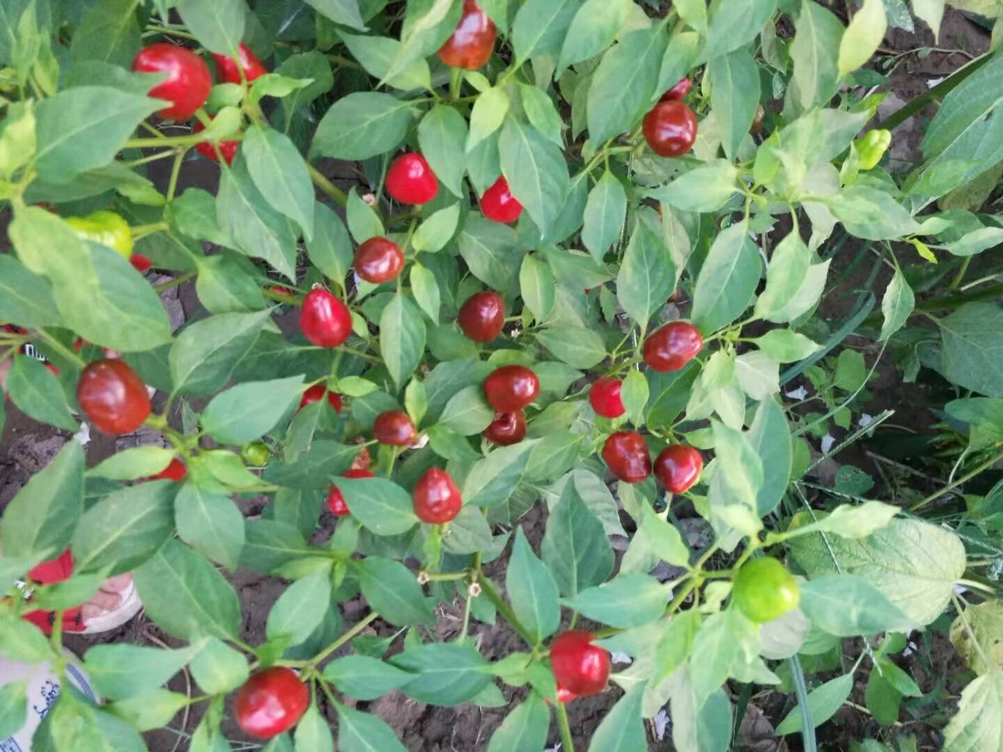 媚調現摘新鮮頭燈籠椒草莓椒海椒泡椒剁辣椒5斤紅辣椒非七彩椒 3斤