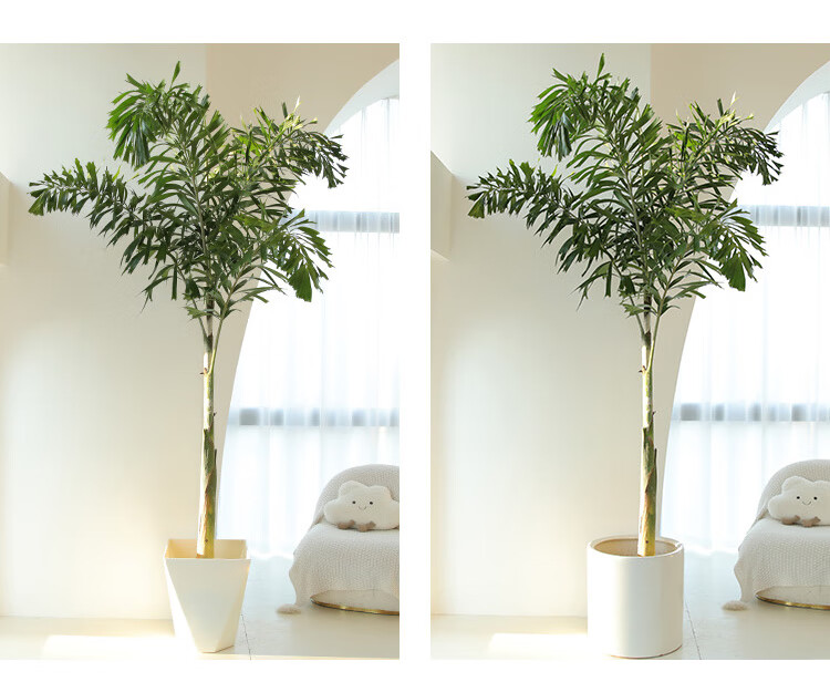 狐尾椰热带植物盆栽室内大型绿植室外阳台庭院绿化网红棕榈椰子树 高
