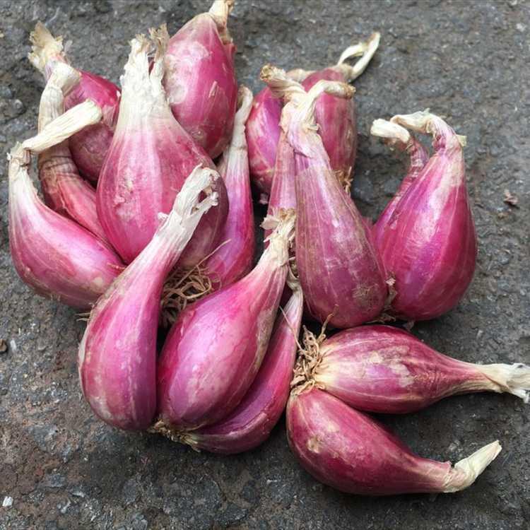 红葱头干葱头红皮火葱小香葱食用熬油四季食用专拍香辣十足个大饱满4