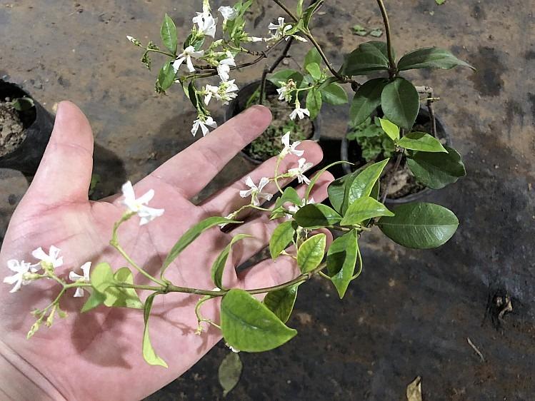 四季不落叶爬藤植物络石藤大苗攀爬盆栽金银丝风车茉莉花苗浓芳香虎雀