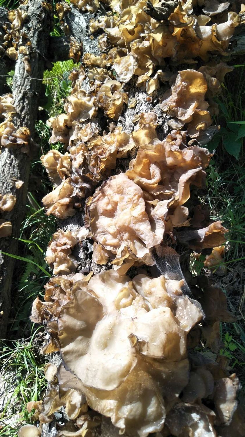 甘肃陇南康县特产椴木青冈木黑木耳春耳人工挑选野外生长100克菌袋