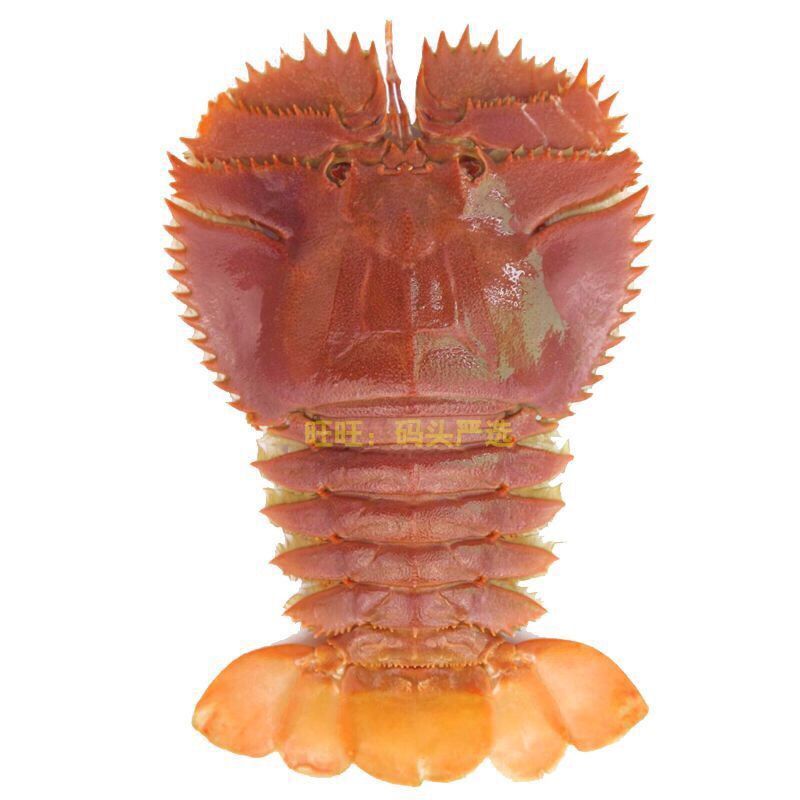 琵琶虾 新鲜九齿扇虾 虾姑排毛缘扇虾东方大虾扁 6-8个1斤 4斤装