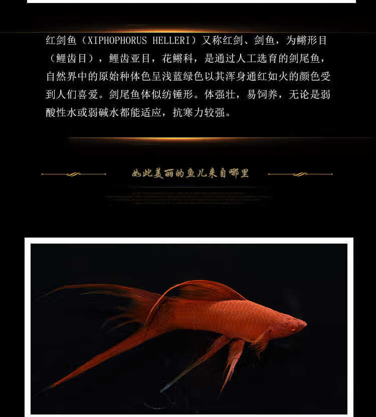 燕尾红箭鱼苹果剑青剑高鳍红箭红白剑红剑双剑鱼观赏鱼活鱼朱砂高帆