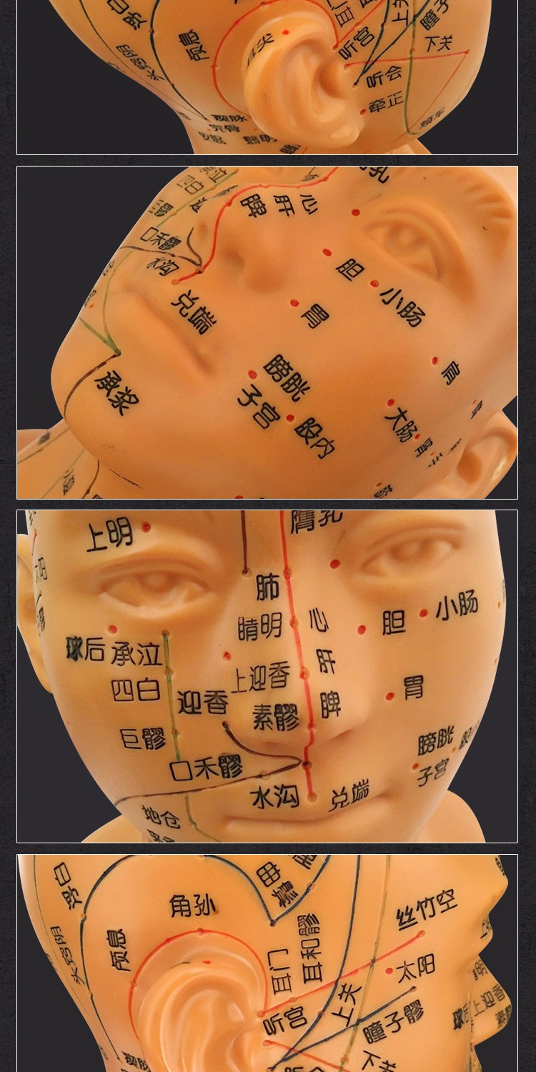 丰帆高清头部穴位模型针灸刻字头模带穴位全脸面部假头腧穴人体按摩图