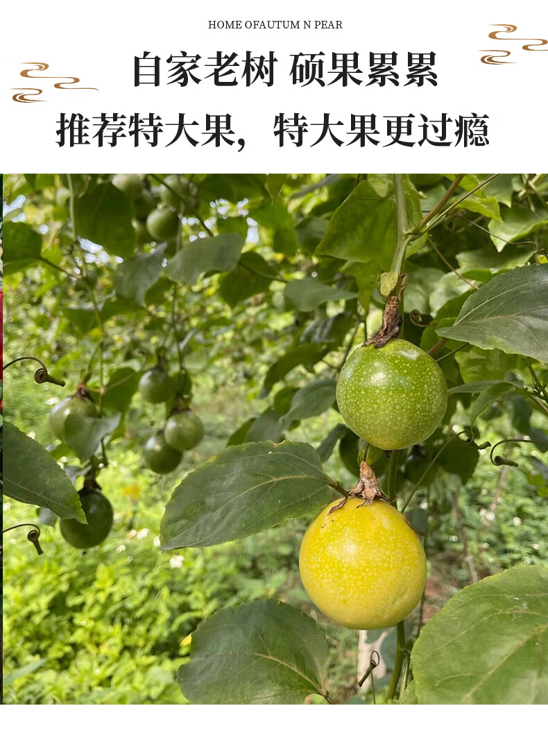 15，鮮其黃金百香果欽蜜9號新鮮水果儅季整箱百香果原漿 中果5斤裝 精選黃金百香果