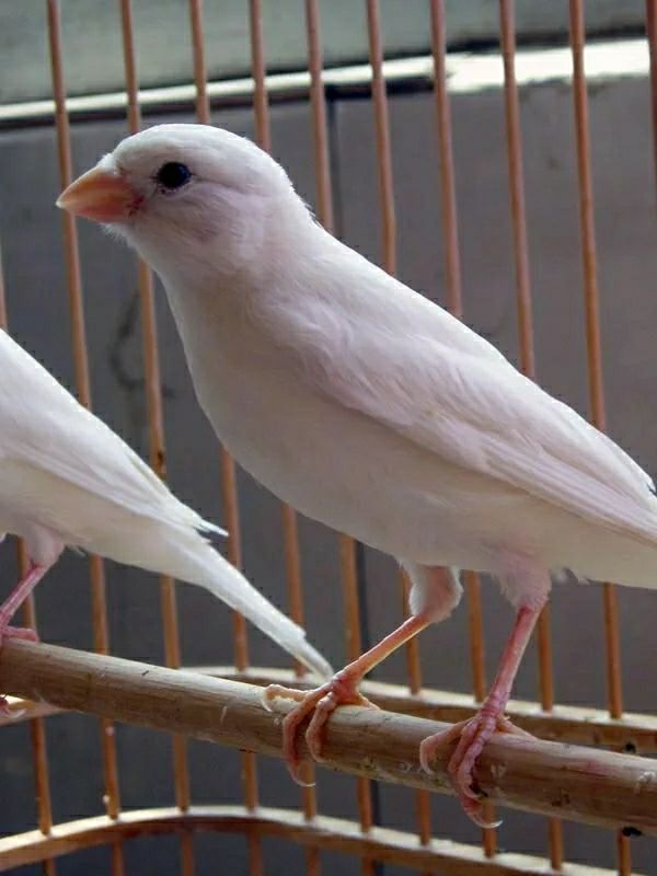 玉鸟活体 山东黄玉鸟笼养鸣叫小鸟辣椒红活体玉鸟 扬州黄母一只【图片