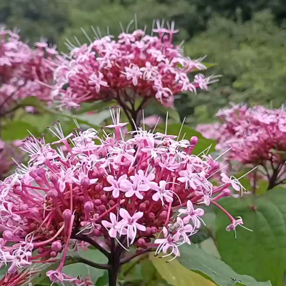 臭牡丹中药原材料贵州矮桐子臭牡丹根茎叶花2021新品干货干净无杂