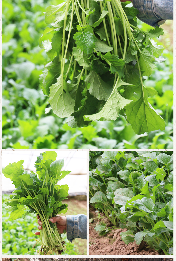 密农人家新鲜花叶苔菜密云农家种植蔬菜300g新鲜花叶苔菜300g