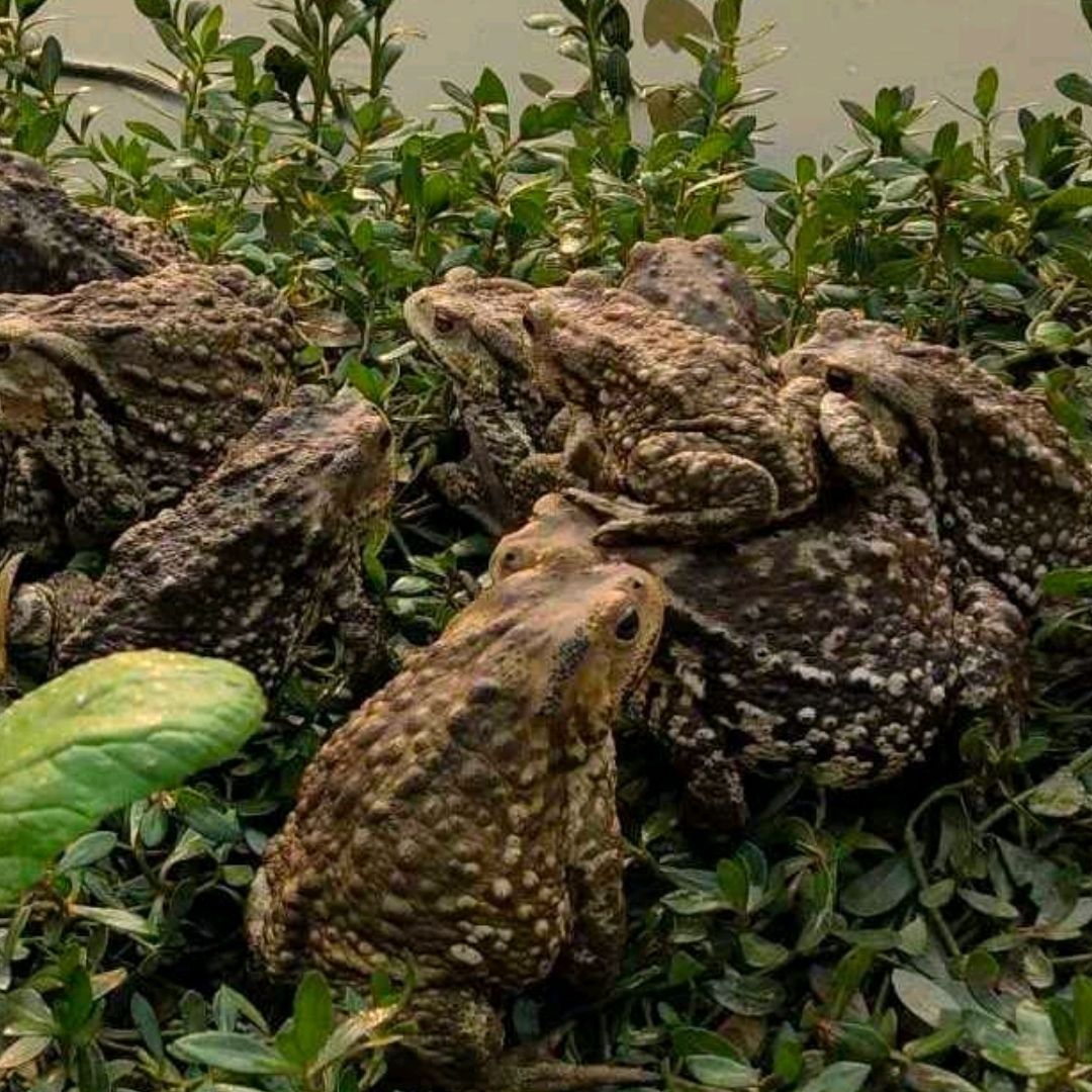 活中草药癞蛤蟆的蟾蜍活的癞蛤蟆活活蟾蜍中药材活体物活的50g单只8只