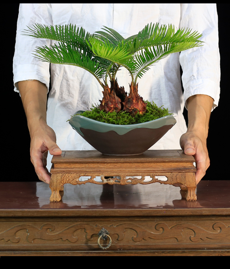 铁树盆栽植物室内多头苏铁盆景客厅办公室桌面绿植净化空气好养常青