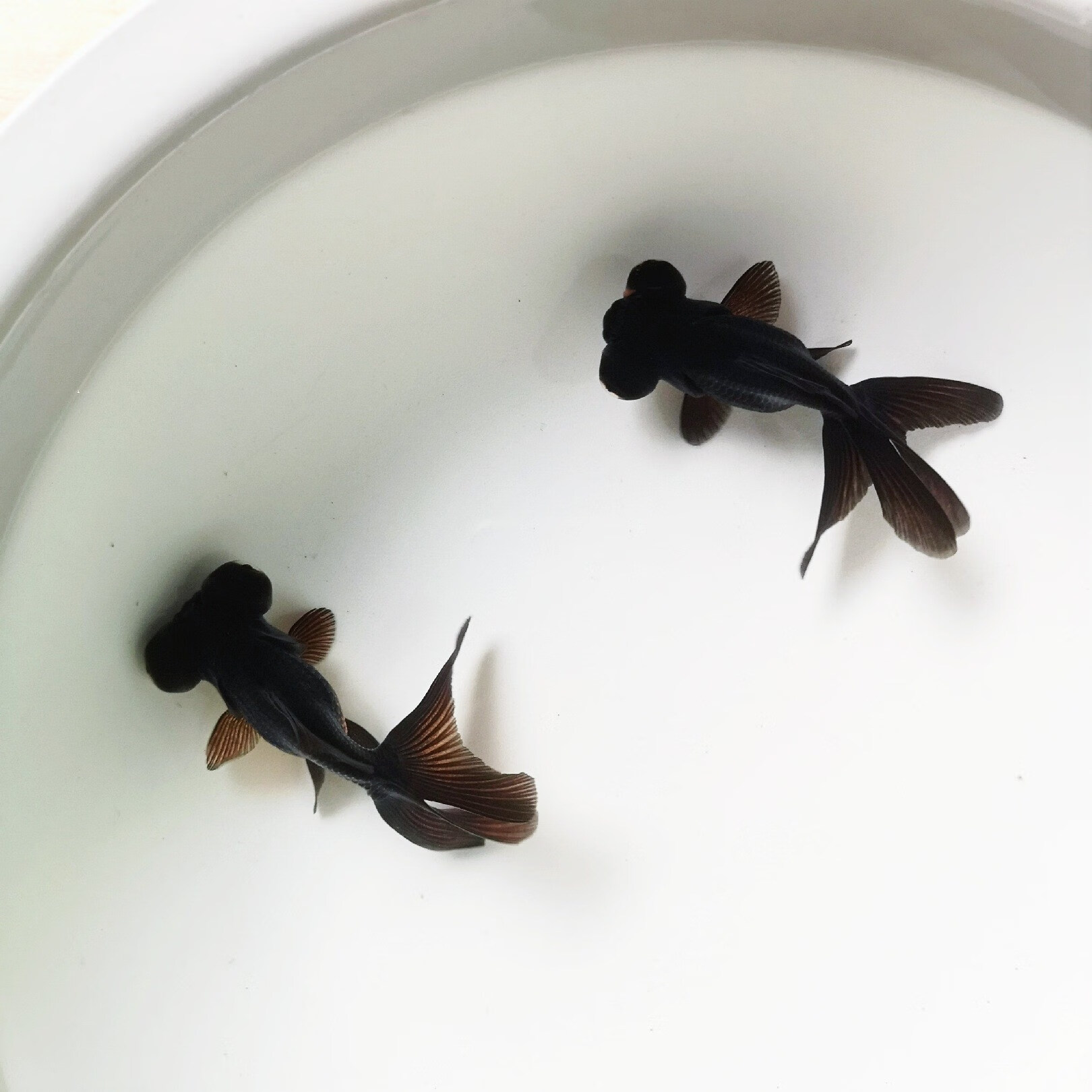 精品龙睛大眼睛金鱼活体鎏金观赏鱼练手鱼宠物冷水鱼皮实好养耐活