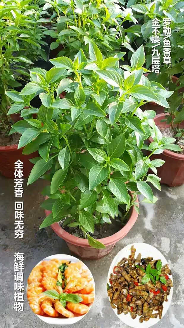 多瑙梦金不换食用植物九层塔盆栽金不换苗鱼香草盆栽食用香草西餐料理