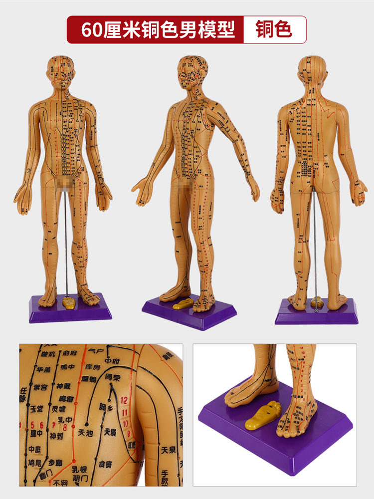 人体针灸穴位模型标数字刻字男女全身人体经络可针扎60厘米金色男模型