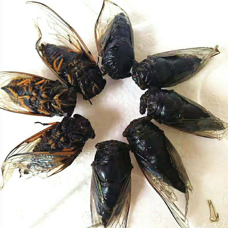 猴黑蝉黑知了猴多规格新鲜活体速冻金蝉老知了蝉蛹蜕皮黑蝉黑蝉1份95