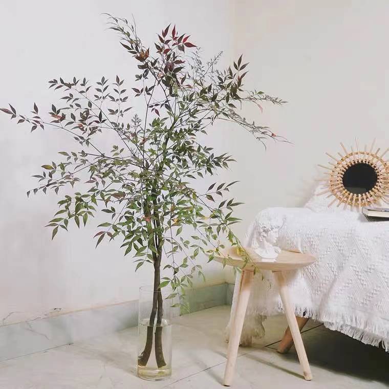 火焰南天竹水培观叶植物鲜切南天竹客厅办公水养花85cm105cm2枝