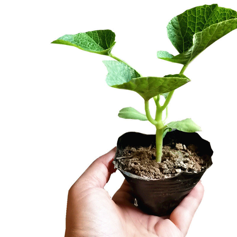 葫芦苗盆栽手捻爬藤葫芦苗文玩葫芦南北方地栽庭院阳台特色绿植麦桑荷