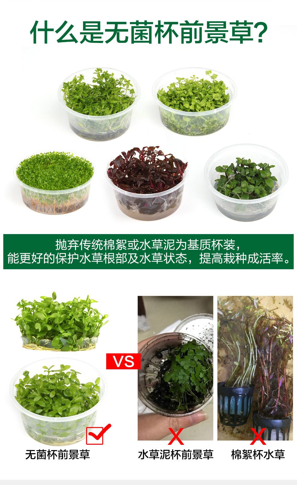 疯狂石头鱼缸水草造景活体水草种子水榕牛毛草水藻迷你爬地矮珍珠活体套餐前景水草 无菌杯前景草 爬地珍珠 图片价格品牌报价 京东