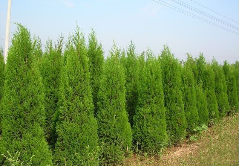 清明柏树苗四季青柏松树苗松树苗松柏侧柏桧柏柏树蜀桧宝塔松龙柏苗