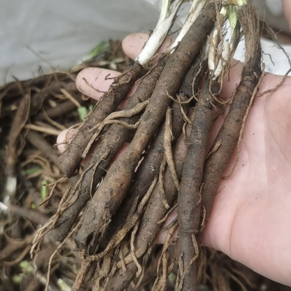 内廷上用草药野生仙茅250g中药材独脚仙茅先茅独矛高原农家地产 250鲜