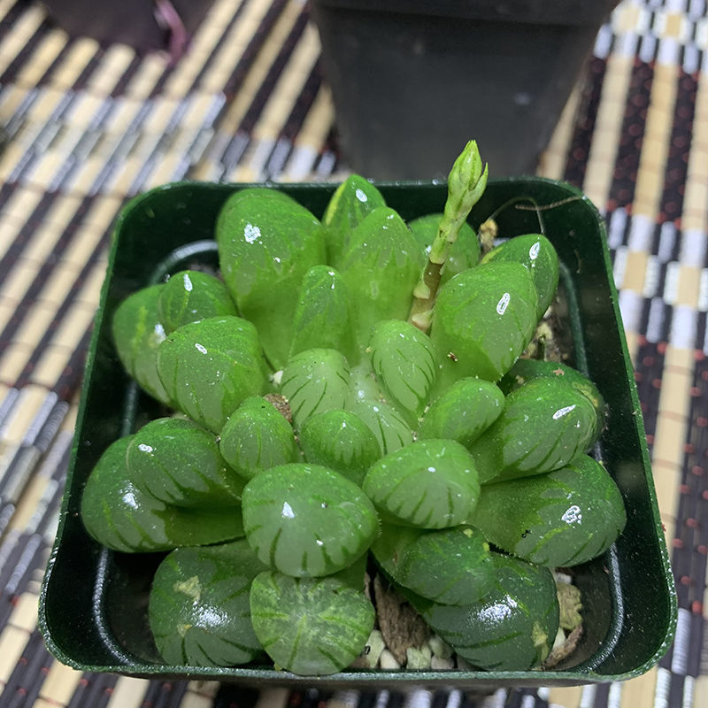 冰灯玉露彩色多肉植物四季易养活潘氏水晶玉露室内桌面盆栽随机中号两