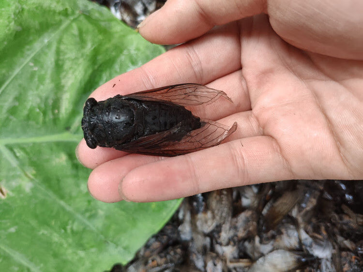 伟博伟博精选速冻黑蝉老蝉成蝉食用黑知了新鲜节流姐知了猴成虫全国