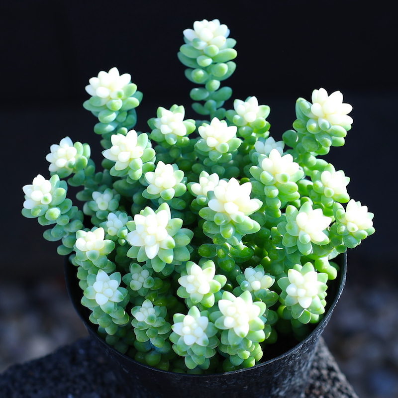 贝壳锦多肉植物白姬之舞花卉盆栽含花盆栽好成品桌面组合云南直发 醉