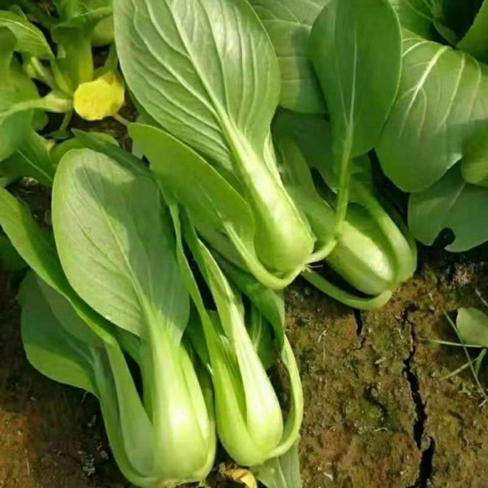 2021新鲜蔬菜上海青小油菜农家自种蔬菜类小青菜绿叶菜小白菜团建送礼
