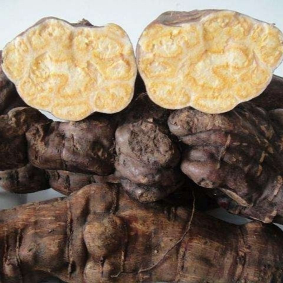 有仁堂贵州纯地产新鲜何首乌 田猪头 铁称陀 赤首乌 山首乌药首乌何